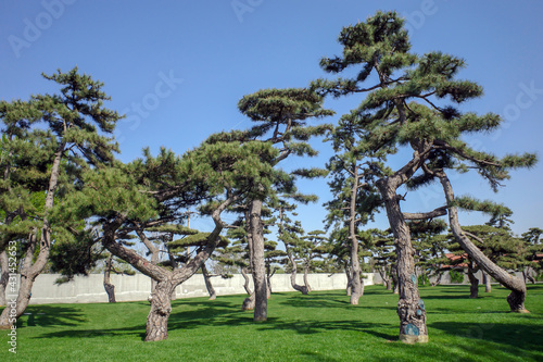 pine tree in the park