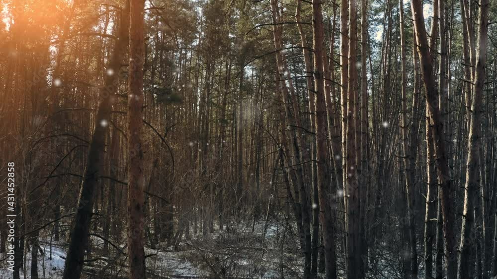 Winter day in the pine forest with shiny snowflakes and sunny glare. Dolly out shot of a winter forest among the trunks of pine trees. Winter day in the pine forest with shiny snowflakes and sunny glare. Dolly out shot of a winter forest among the trunks of pine trees.
