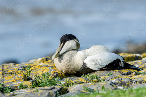 Common Eider, Somateria mollissima - Eenden (Anatidae) photo