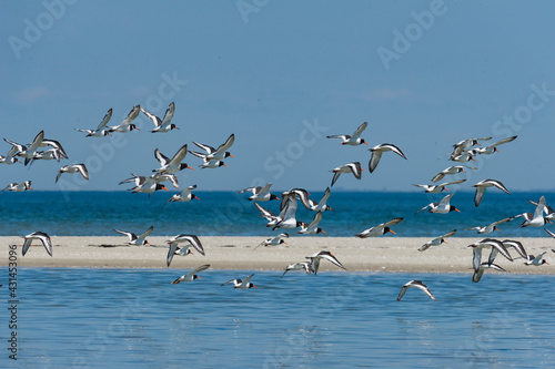 flock of seagulls on the beach - Scholekster