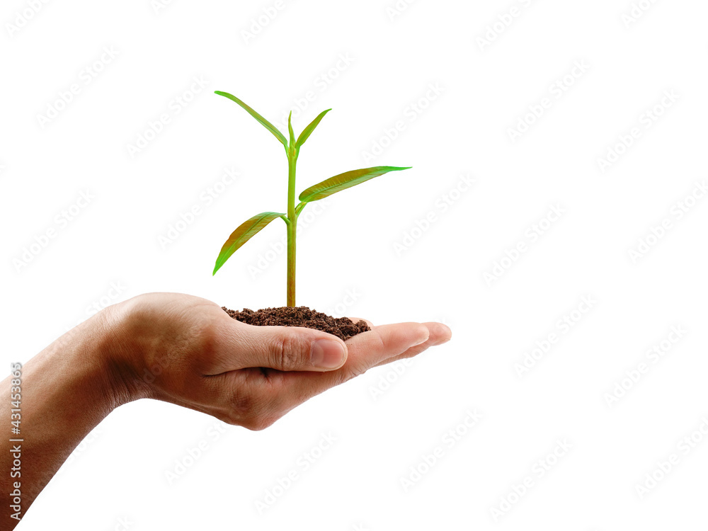 Hand holding a small tree on white background with clipping path. save the earth concept.