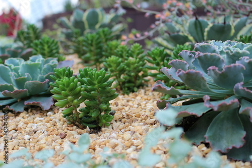 Pigmyweeds Plants and Echeveria 'Mauna Loa' succulent Plants photo