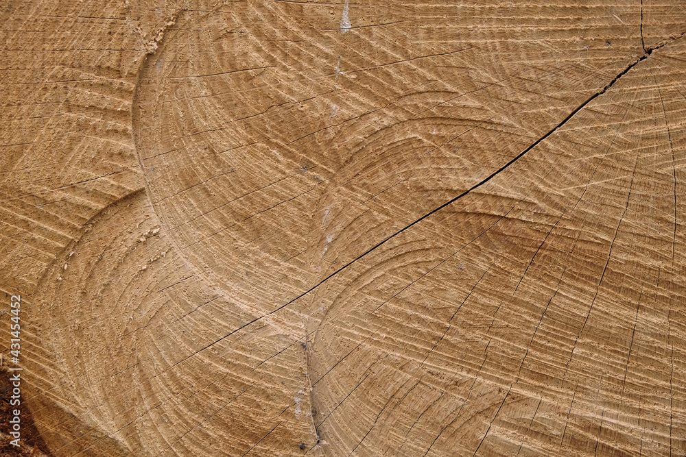 Naklejka premium Wooden background. Cross section of oak with sawing traces. Copy space.