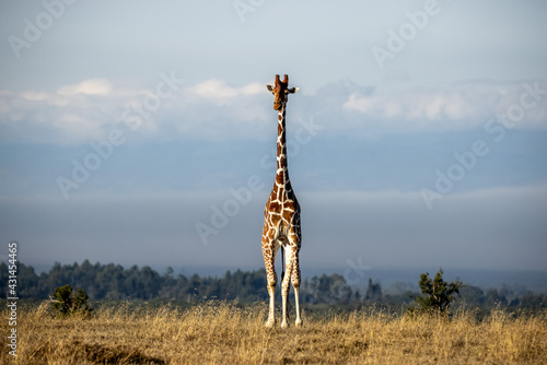 Giraffe Kenia photo