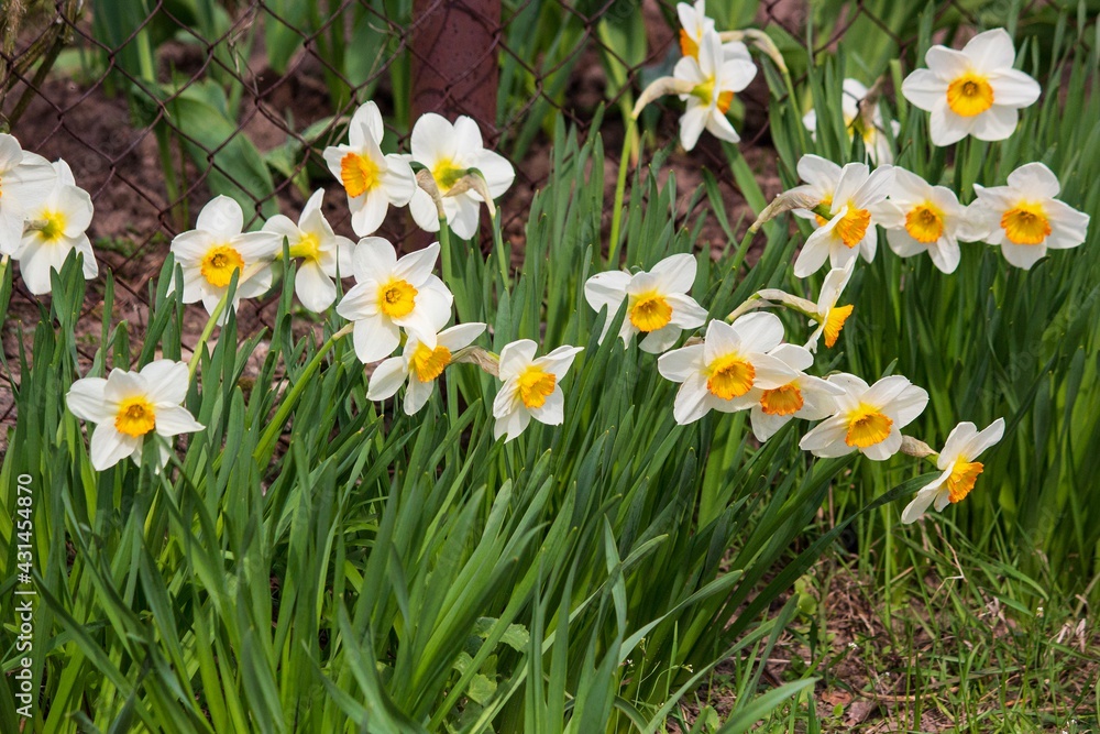 Fototapeta premium Spring daffodils in a flower bed