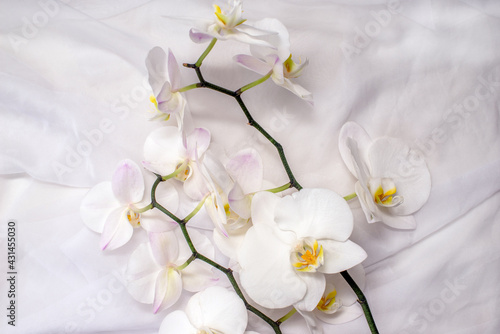 Fototapeta Naklejka Na Ścianę i Meble -  The branch of white orchids on white fabric background