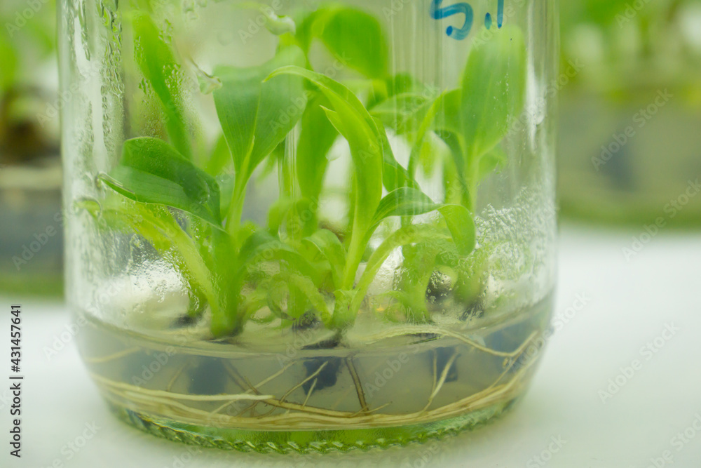 Researchers are examining aquatic plants in a tissue culture room. To