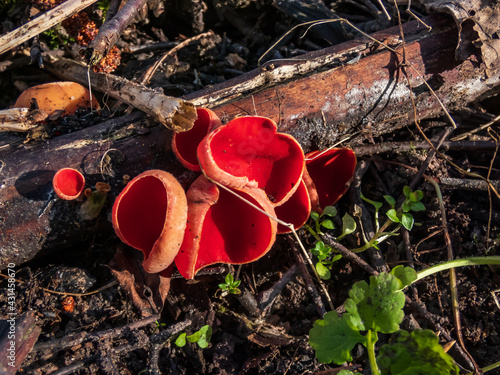 Cup-shaped fungus scarlet elfcup (Sarcoscypha austriaca) fruit bodies growing on fallen pieces of dead hardwood in early spring photo