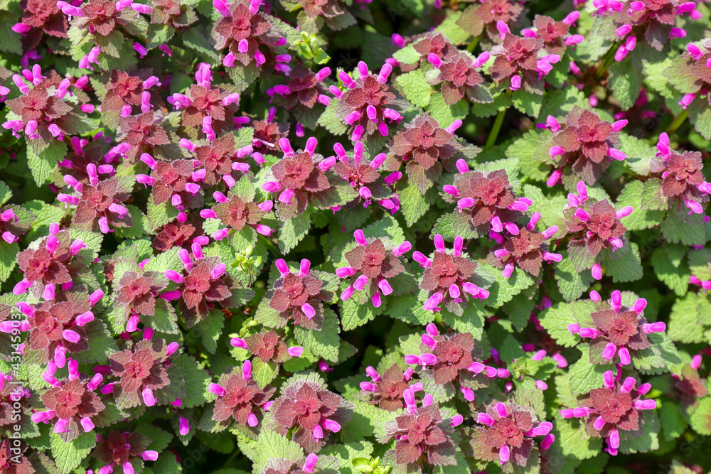 Fototapeta premium Many blooming purple nettle Lamium purpureum top view, close up