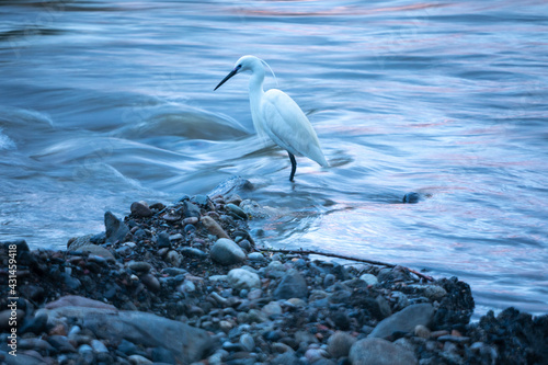 Garceta común (Egretta garzetta) en un río al anochezer teñido de azúl photo