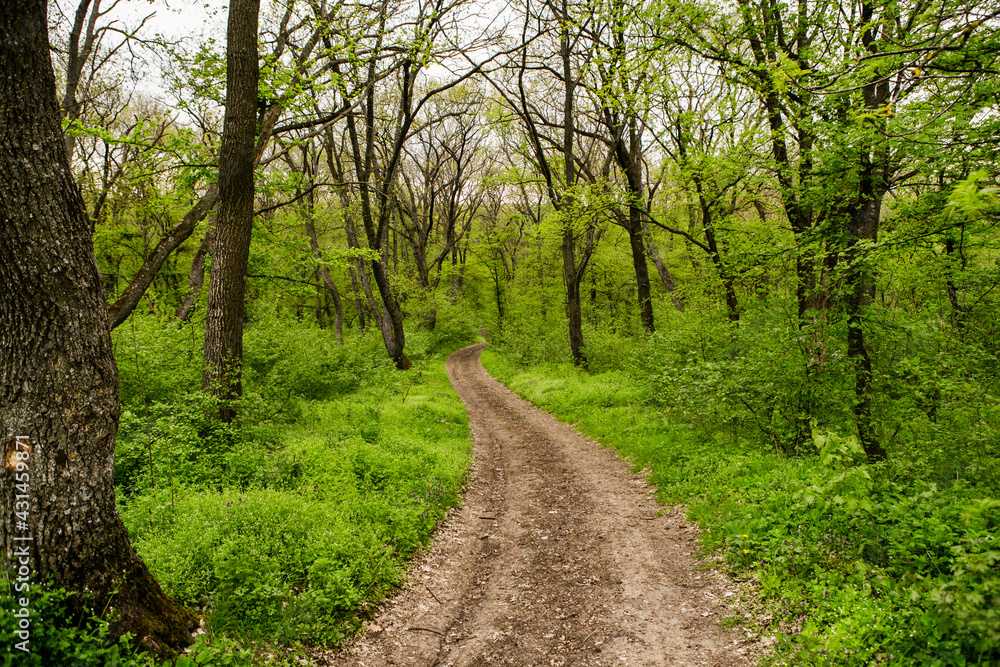 Spring green forest. Lots of young trees casting shadows, Sunrise in a beautiful forest in Moldova,Europe. Beautiful green Landscape. Nature.