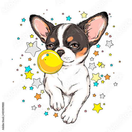 Cute chihuahua with bubble gum. Dog on a background of colored stars. Fun image for printing on any surface