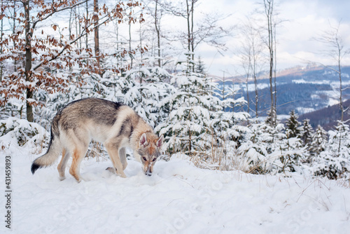 Pies na tle zimowej scenerii © Aleksandra Madejska