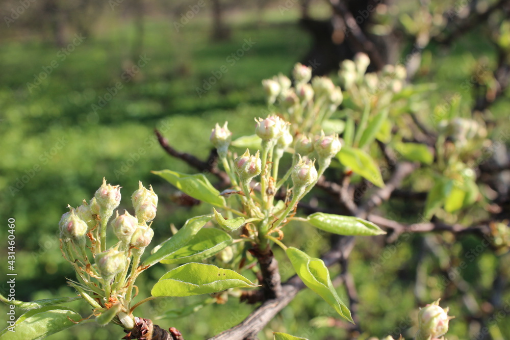 russian nature, flowers, cherries, nature, landscape, trees ,green grass, all the most beautiful things in life. russian nature, flowers, cherries, nature, landscape, trees ,green grass, all the most beautiful things in life.