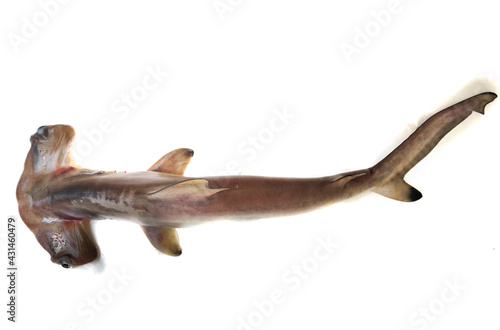 Smooth Hammerhead Shark isolated on white Background.Selective focus. photo