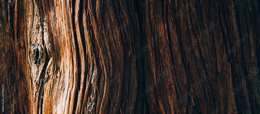 Tree bark texture close up, natural background - obrazy, fototapety, plakaty 