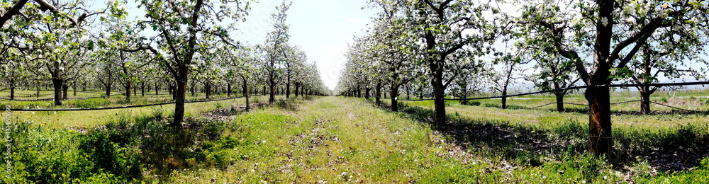Apple tree clothed in blossoms,panorama image . Apple tree clothed in blossoms,panorama image .
