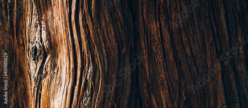 Tree bark texture close up, natural background photo