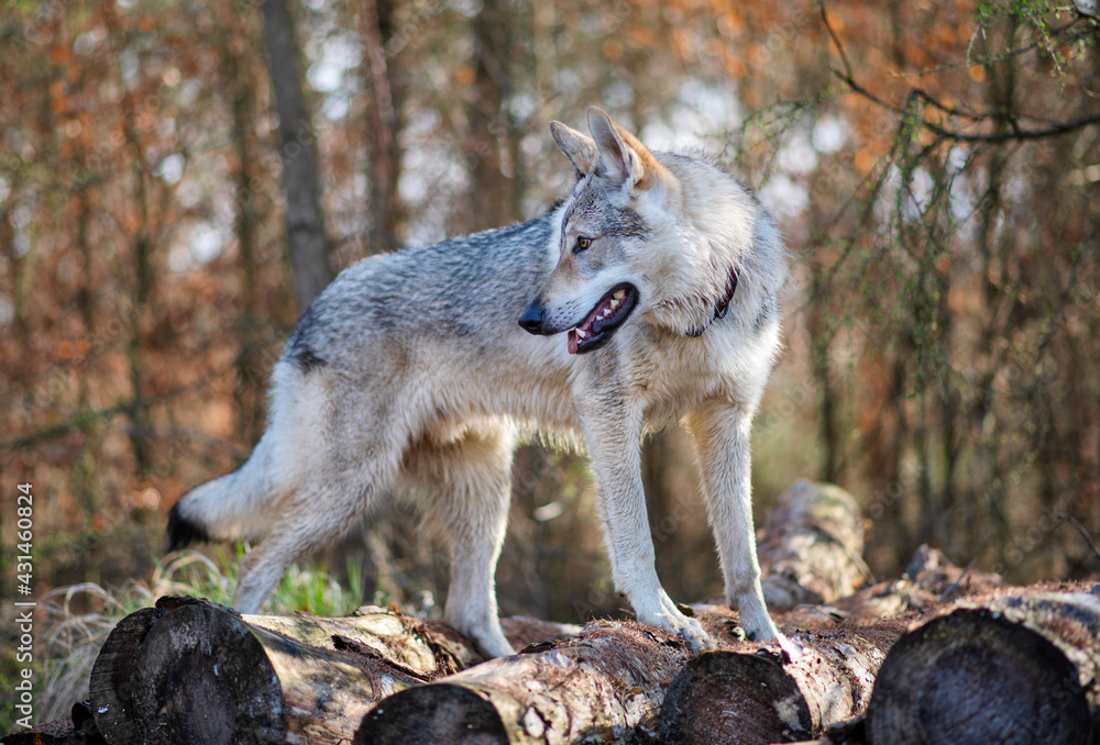 Fototapeta premium Piękny pies na tle natury
