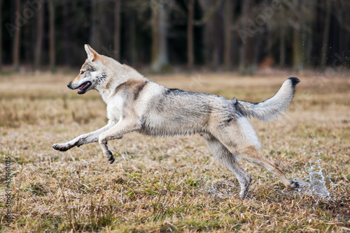 Pies w ruchu © Aleksandra Madejska