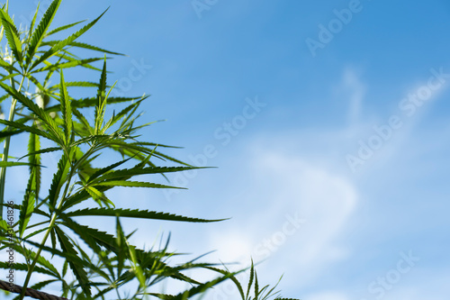 Picture of a blue sky and white clouds  and a cannabis plant in the lower left corner.