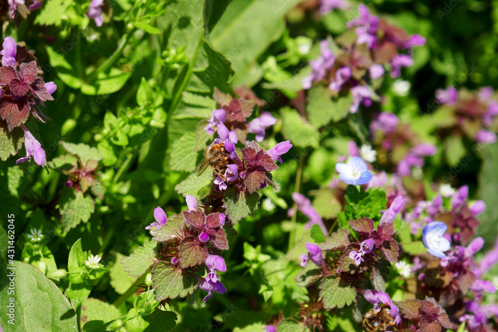 Background texture of many flowers of dead nettle purpurea close-up. Lamium purpureum. Background texture of many flowers of dead nettle purpurea close-up. Lamium purpureum.