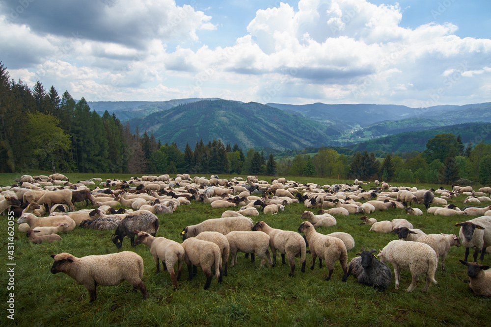 Obraz premium sheeps on hill cloudy sky green grass 