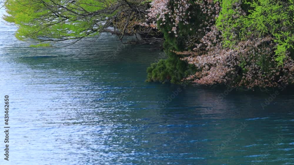 田沢湖の桜 田沢湖の桜