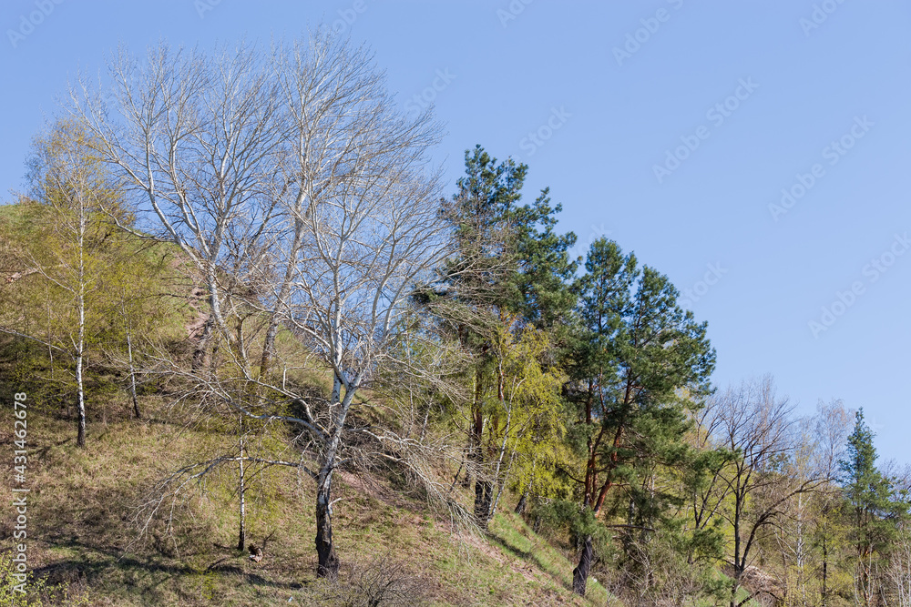 Different deciduous and coniferous trees on hillside in early spring