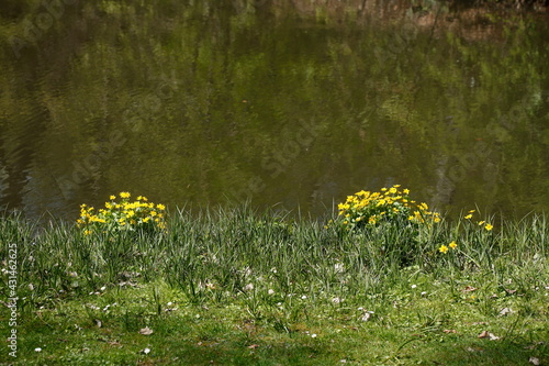 Blühende Sumpfdotterblume (Caltha palustris), Deutschland, Europa photo