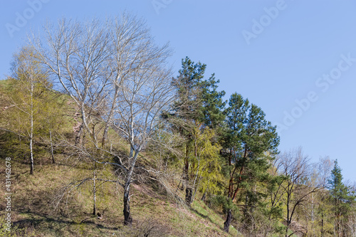 Different deciduous and coniferous trees on hillside in early spring