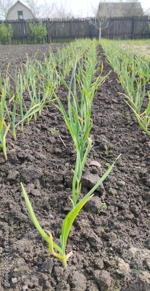 Rows of green garlic plants growing in a vegetable garden in spring, close-up. Growing garlic in the garden. Vegetable garden, herbs, seedlings, garlic, young garlic, vitamins, beds, feathers, healthy Rows of green garlic plants growing in a vegetable garden in spring, close-up. Growing garlic in the garden. Vegetable garden, herbs, seedlings, garlic, young garlic, vitamins, beds, feathers, healthy
