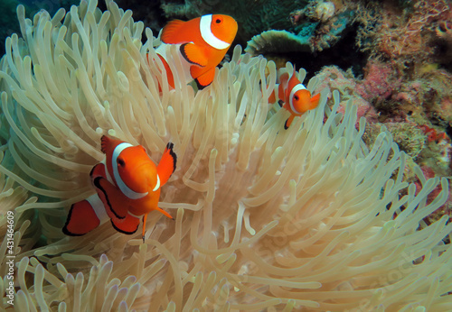 False clown anemonefish on anemone Boracay Island Philippines
