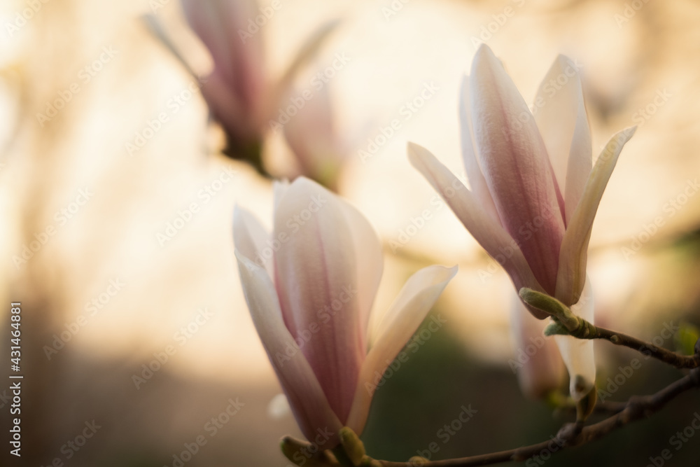 Fototapeta premium magnolia flower in spring