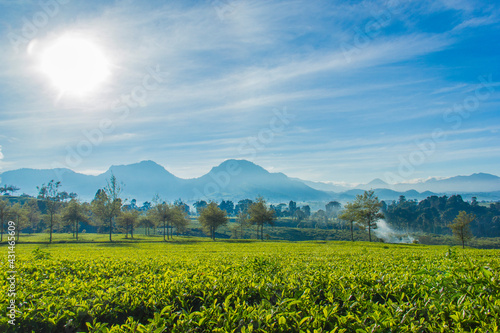 Morning at Tea Garden