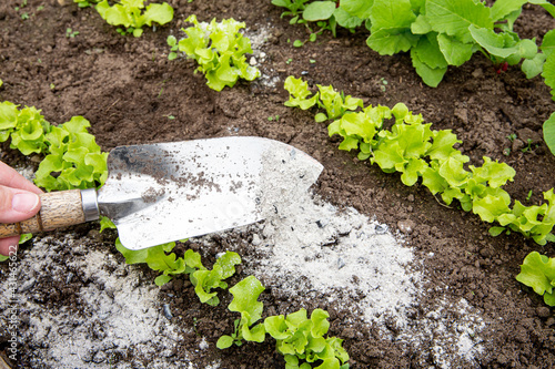 Gardener hand sprinkling wood burn ash from small garden shovel between lettuce herbs for non-toxic organic insect repellent on salad in vegetable garden, dehydrating insects. photo