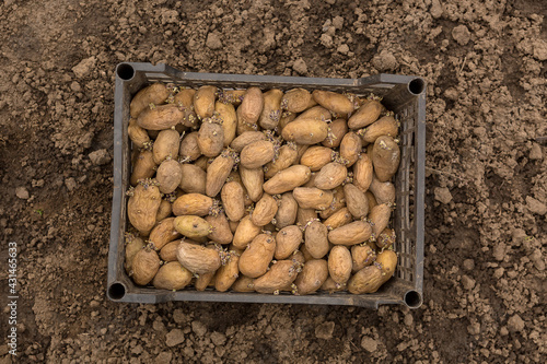 Raw potatoes with sprouts in a box before planting.