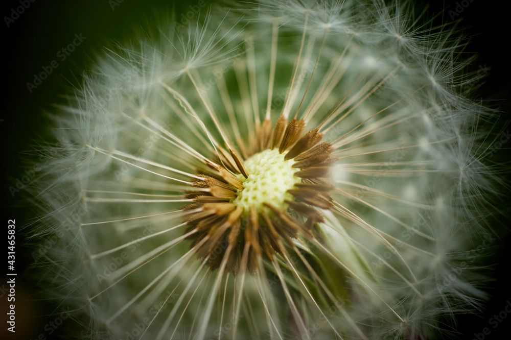 Obraz premium Dandelion closeup