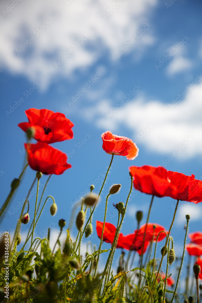Obraz premium Field with bright red poppies, beautiful summer landscape with blue sky. Vertical shot