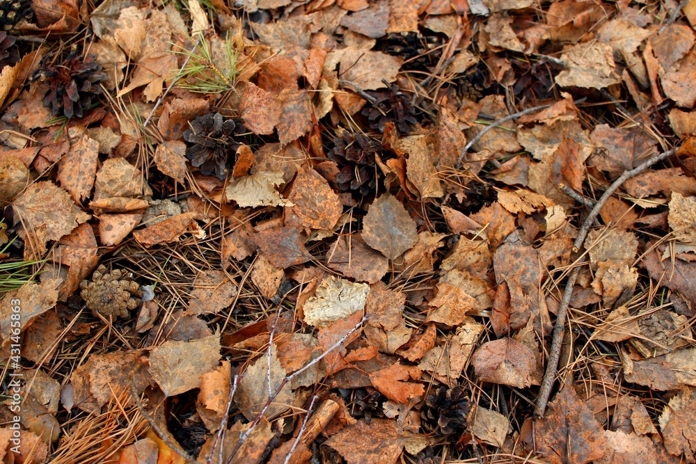 autumn leaves background autumn leaves background