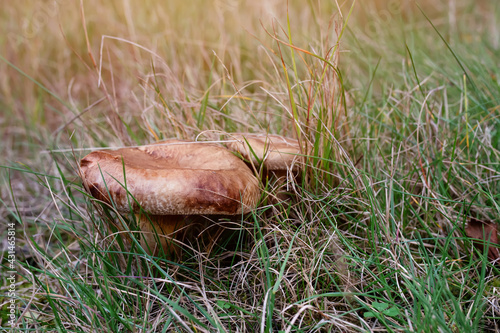 mushroom in the green grass in sunny day