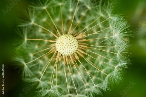 Dandelion closeup