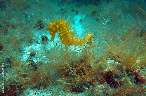Long-snouted seahorse  Hippocampus guttulatus  in Adriatic sea  Croatia 