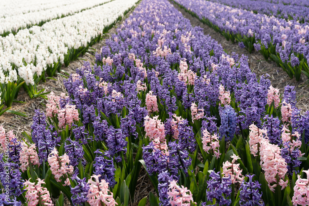 Fototapeta premium Close-up of a beautiful hyacinth field in the Netherlands with purple, white and pink flowers