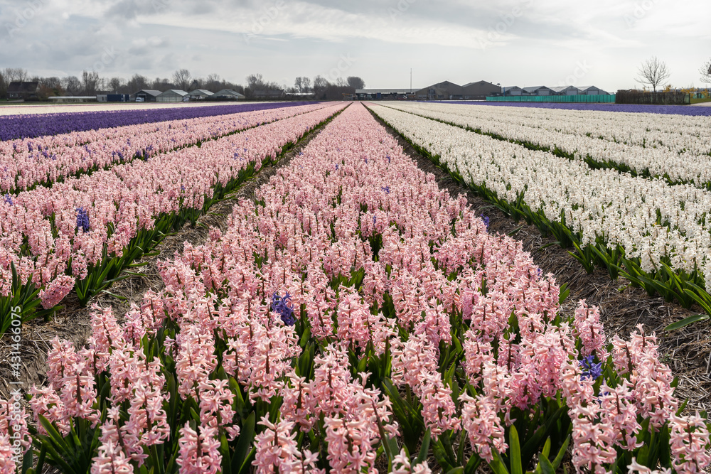 Beautiful hyacinth field in the Netherlands with purple, white and pink flowers, cloudy sky