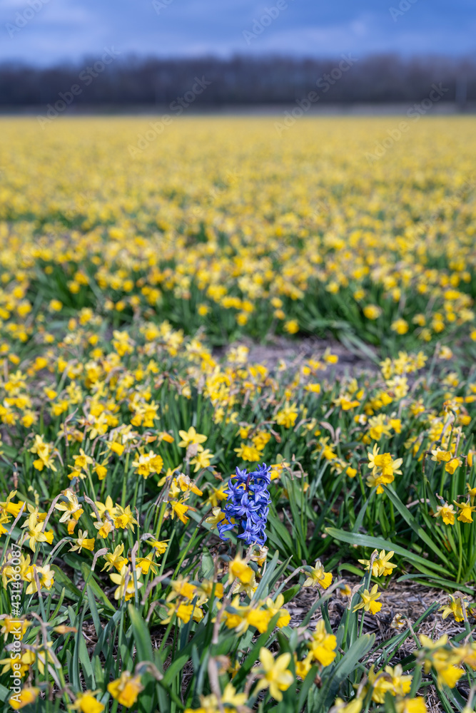 Fototapeta premium Beautiful daffodil field with one purple hyacinth flower in the Netherlands