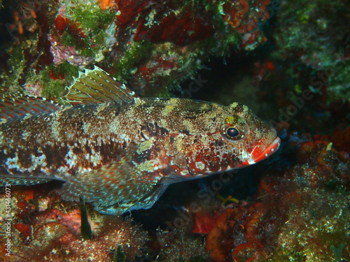 Goby fish in Adriatic sea near Hvar island, Croatia © bayazed