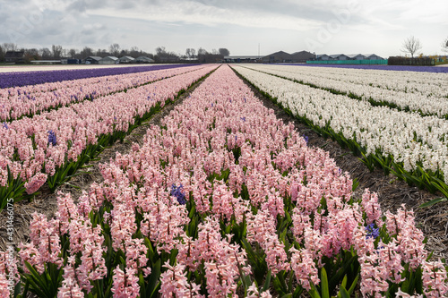 Beautiful hyacinth field in the Netherlands with purple  white and pink flowers  cloudy sky