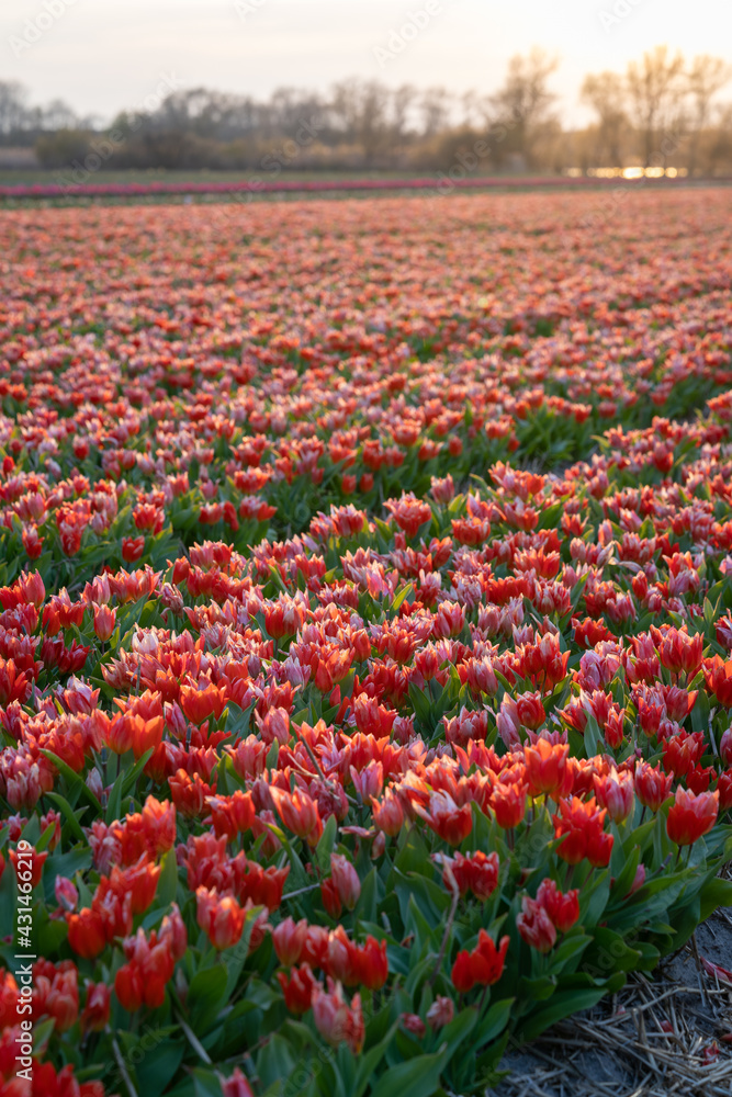 Beautiful red tulip field in the Netherlands