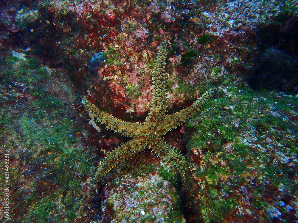 Mediterranean sea star in Adriatic sea, Croatia
Mediterranean sea star in Adriatic sea, Croatia